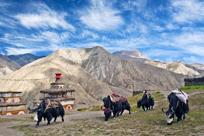 24-Days Upper Dolpo Trek - Common questions