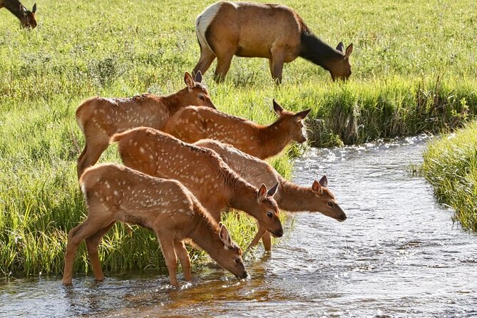 3/4 Day Rocky Mountain NP "Mountain to SkyBear Lake Rd" Tour - RMNPhotographer - Tour Duration and Starting Time