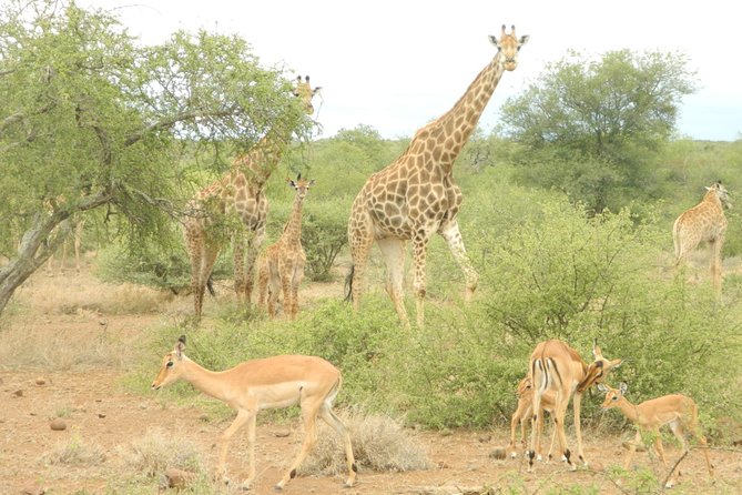 3 Day Kruger National Park Big 5 Safari - Last Words