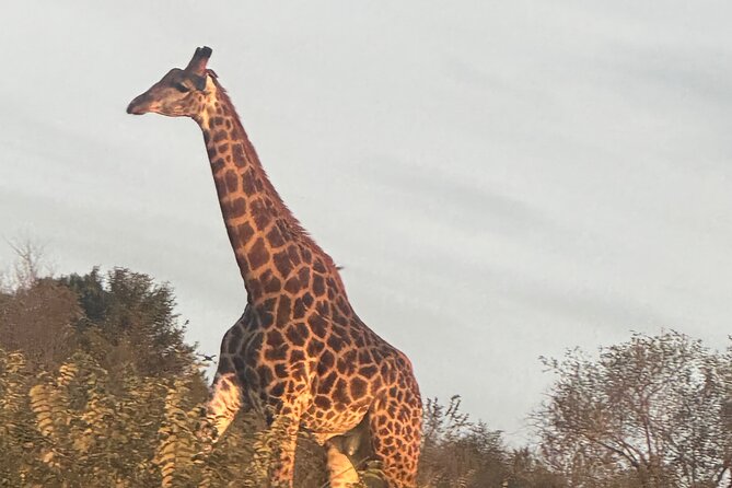 3 Day Kruger National Park End With Panaroma - Day 3: Morning Safari and Departure