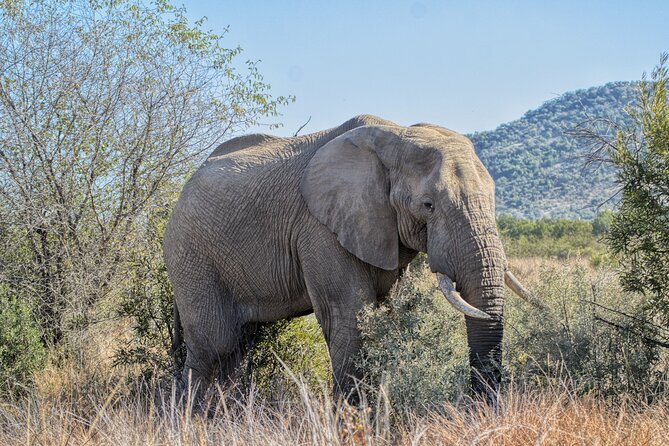 3 Hour Pilanesberg Afternoon Open Vehicle Safari Drive (Self Drive) - Common questions