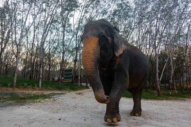 30-Minutes Guided Tour & Transfer to Khaolak Elephant Sanctuary - Cancellation Policy