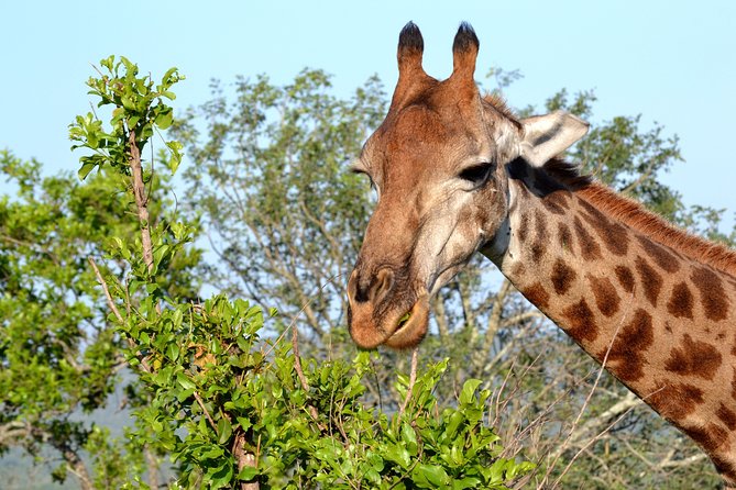 4-Day Kruger National Park Safari From Johannesburg - Accommodation and Amenities