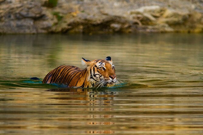 4-Day Private Ranthambhore Tiger Tour Including Delhi, Agra and Jaipur - Customer Reviews and Ratings