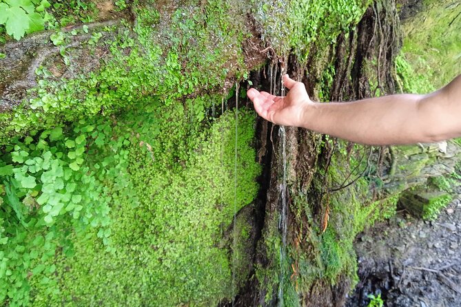 4 Hours of Hiking to the Collserola Mountain With Picnic - Collserola Mountain Summit Experience