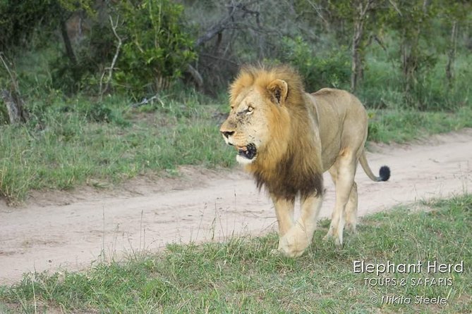 4 Night, Golf and Kruger Park Safaris - Wildlife Encounters and Sightings