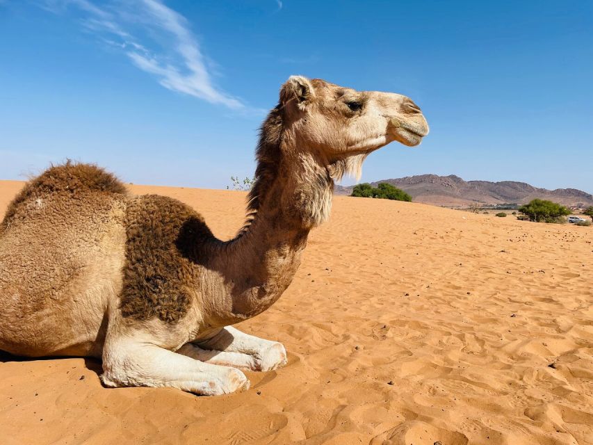 44 Jeep Sahara Desert Tour With Lunch & Hotel Transfers - Inclusions and Booking Details