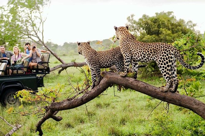 5 Day Kruger National Park and Panorama Route Safari - Wildlife Viewing Opportunities