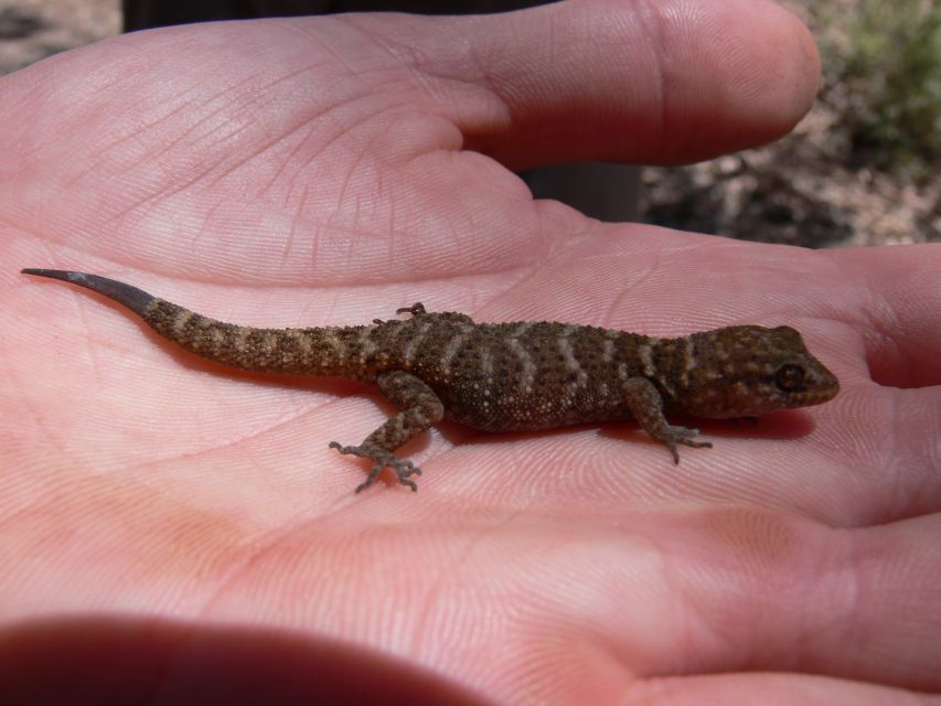 5-Day SA Outback Eco Tour From Coober Pedy to Adelaide - Optional Extras