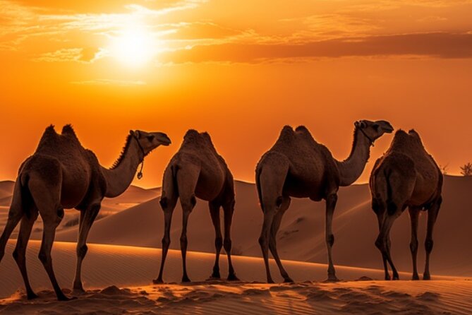 6-Hour Luxury Evening Dubai Desert Safari - BBQ Dinner Live Shows - Important Reminders