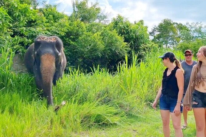 6 Hours Elephant Care and Jungle Tour by 4WD in Koh Samui - Elephant Care Experience