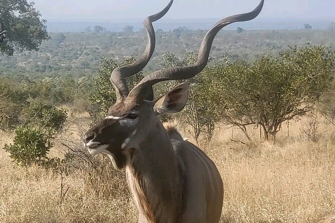 6 Hours Ultimate Pilanesberg Open Vehicle Day Tour - Wildlife Encounters