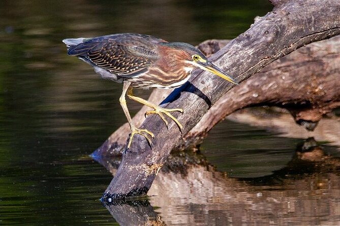 6-Hr Tropical Mangroves, Coastal River and Ocean Wildlife Watch - Physical Requirements