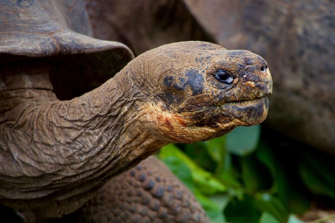 8-day Galapagos on a Budget: 3 Islands Experience - Trip Extension Suggestions