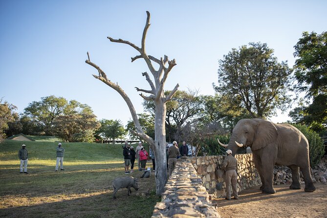 90-minute Elephant Watching Experience in Hoedspruit - Customer Support