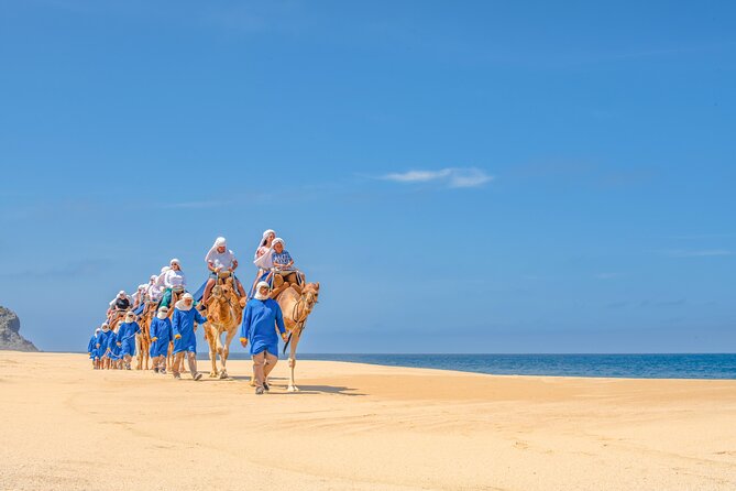 A Half-Day, Camelback Safari and ATV Ride Combo Tour  - Cabo San Lucas - Reviews Overview