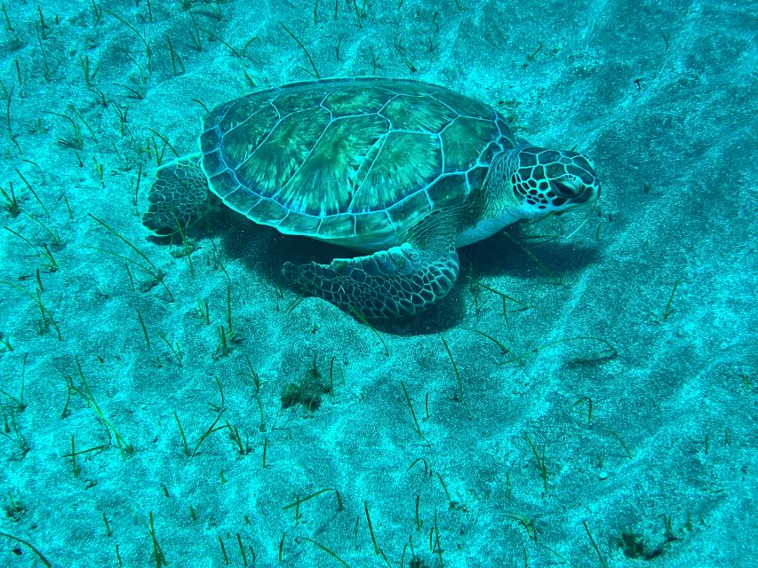 Abades: Guided Snorkeling Tour With Photos - Instructor Details