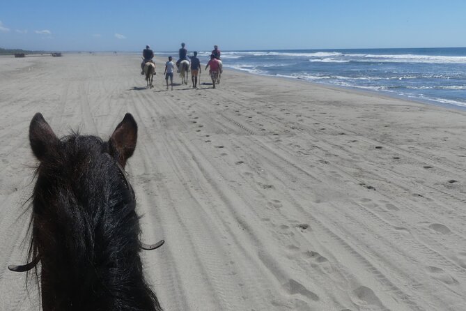 Acapulco Beach Horseback Riding Tour With Baby Turtle Release - What To Expect During the Tour