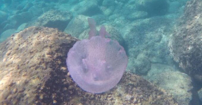 Aci Castello Scuba Diving for Experts With Small Lunch - Instructors and Tour Support