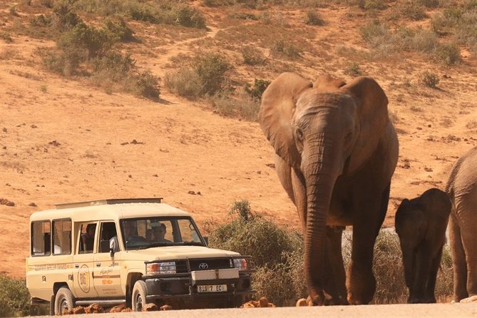 Addo Elephant National Park and Sunset River Cruise - FD04 - Booking Information