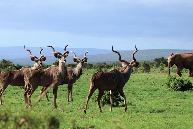 Addo Elephant National Park From Port Elizabeth - FD01 - Booking Process