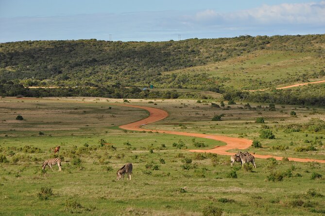 Addo Elephant Park All-Inclusive Day Safari From Port Elizabeth - Minimum Travelers Requirement