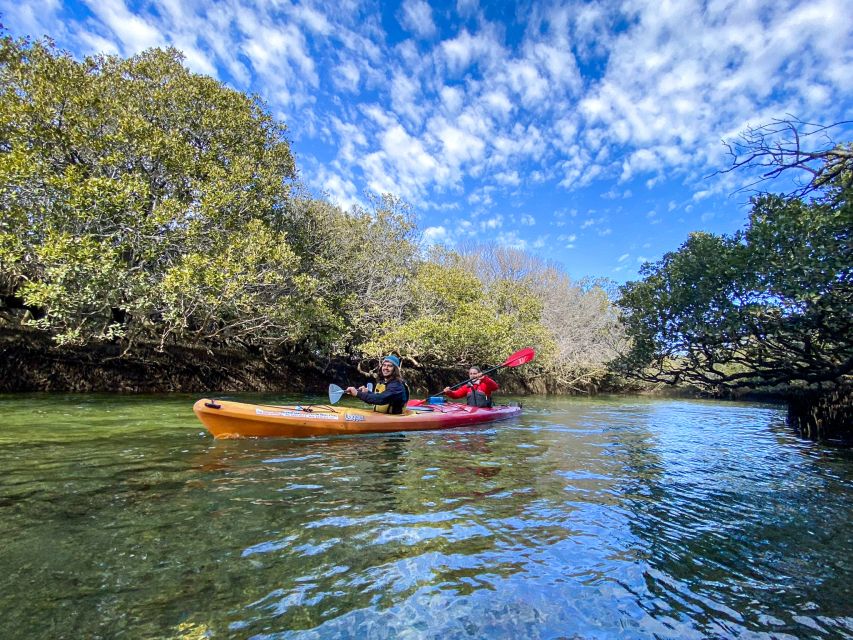 Adelaide: Dolphin Sanctuary 1 or 2-Person Kayak Rental - Price and Duration