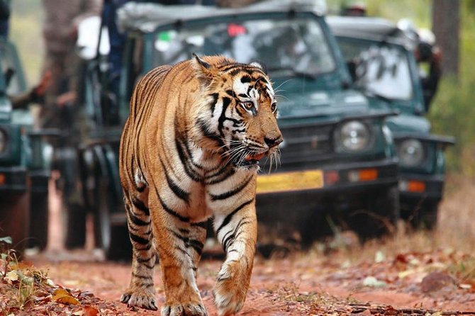 Adventures Ranthambore Wildlife Safari Tour From Delhi With Safari Rides - Booking and Logistics