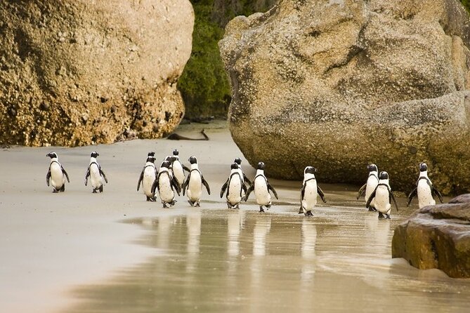 African Penguins (Boulders Beach) Half Day Tour From Cape Town - Cancellation Policy