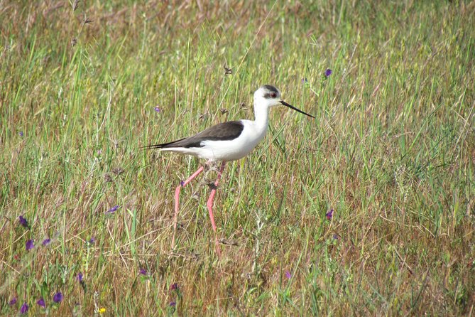 Afternoon Birdwatching at Lagoa Dos Salgados - Environmental Conservation Efforts