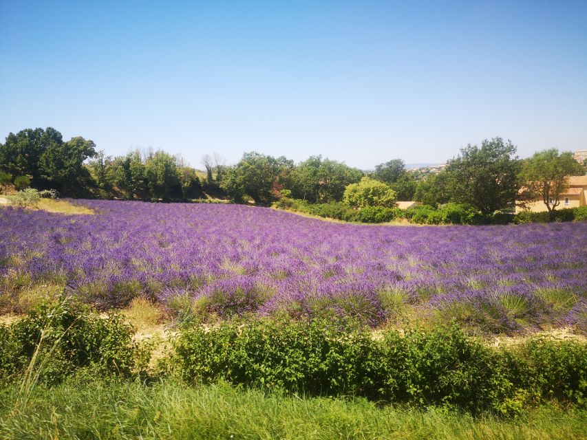 Aix-en-Provence: Day Trip to the Valensole Lavender Fields - Tour Itinerary