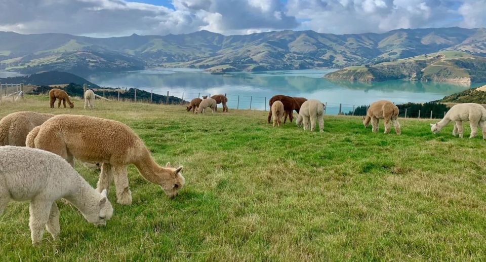 Akaroa Day Tour From Christchurch - Directions