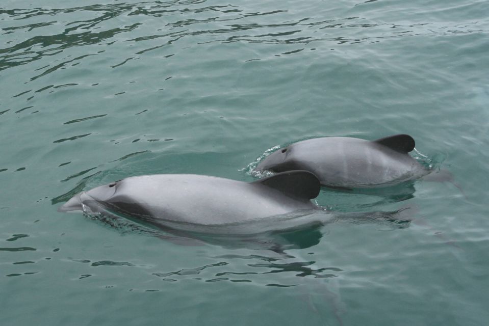 Akaroa: Swimming With Wild Dolphins 3-Hour Experience - Experience Highlights on the Cruise