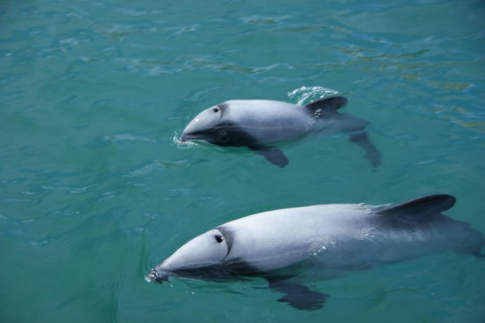 Akaroa: Wildlife Sailing Cruise With Dolphins and Penguins - Full Description