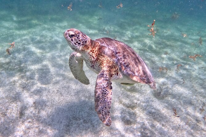 Akumal; Snorkeling and Photos With Turtles - Meeting Point and Pickup Details