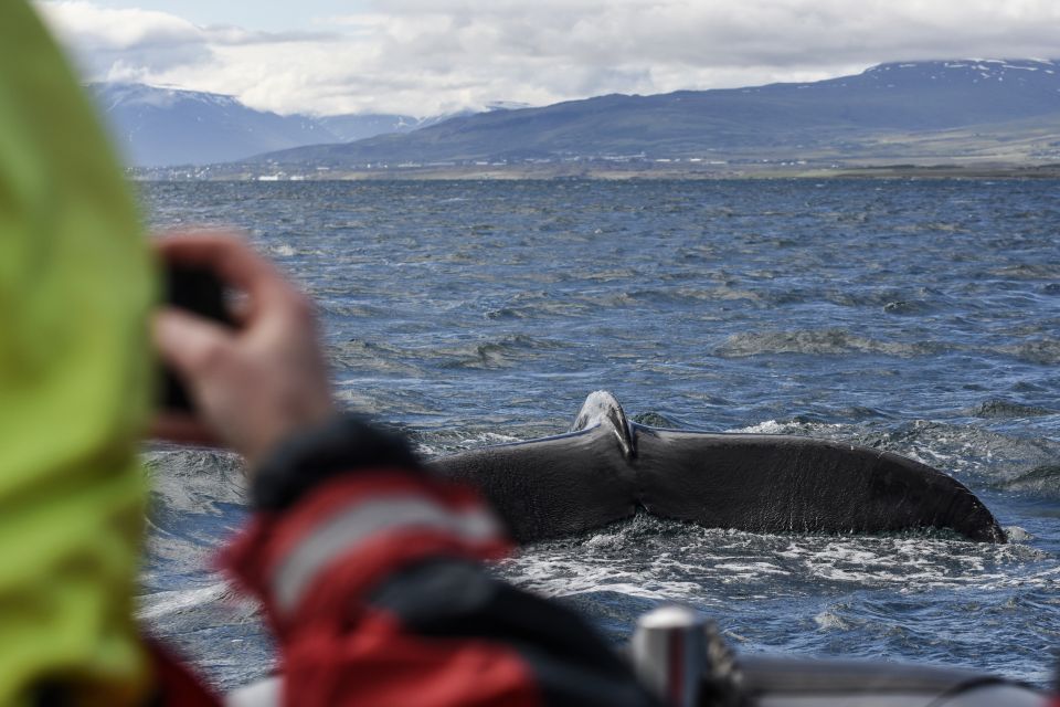 Akureyri: 2–Hour Whale Watching Express by RIB Speedboat - Experience Highlights