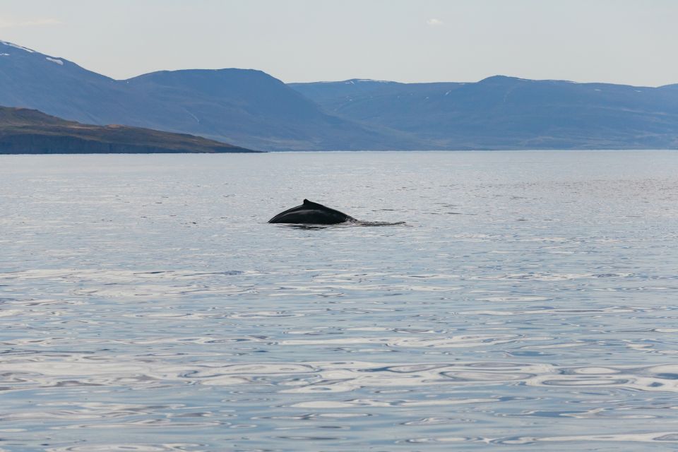 Akureyri: 3-Hour Classic Whale Watching Tour - Tour Inclusions