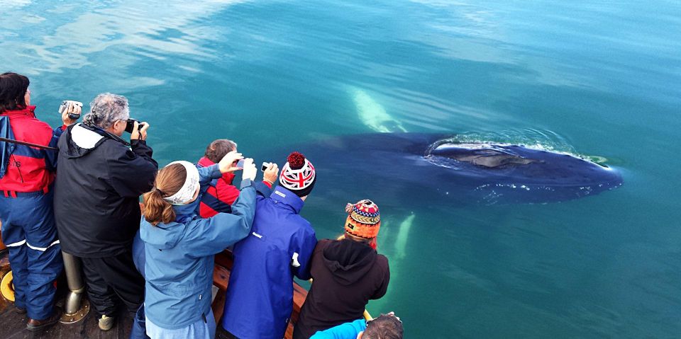 Akureyri: Arctic Coastline & Whale Watching - Tour Description