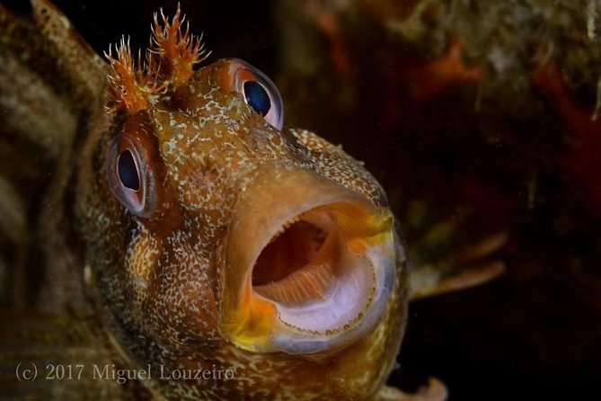 Albufeira Small-Group Certified Dive - Included Equipment and Amenities