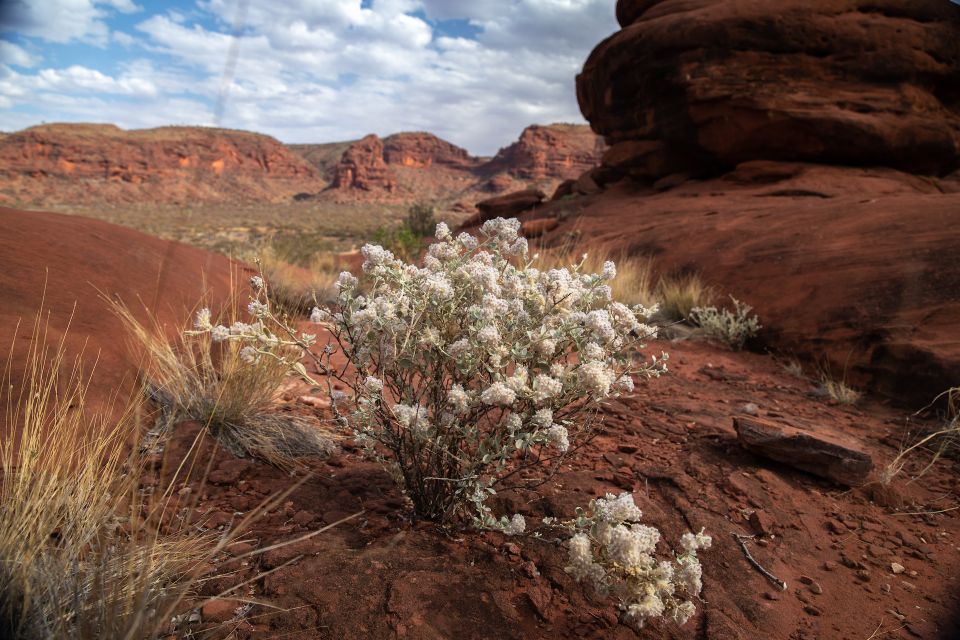 Alice Springs: 4WD Palm Valley Tour With Lunch - Tour Highlights