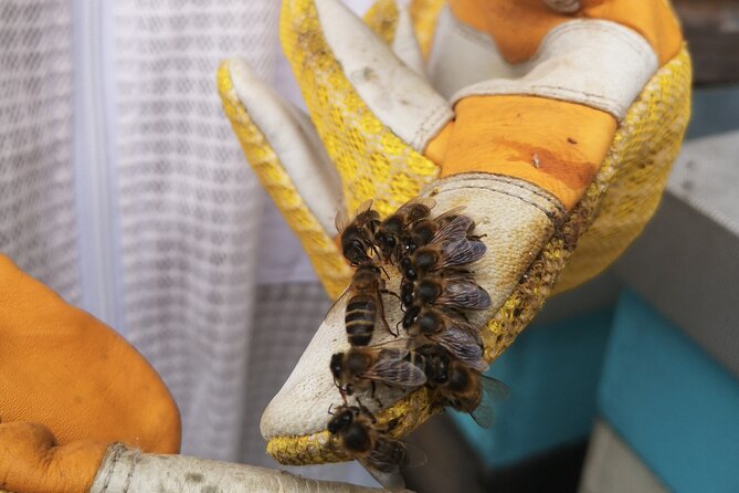 Amazing Experience With Bees in Madeira Island - Additional Information and Refund Policy