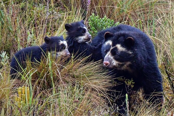 Andean Eastern Slopes and Rio Quijos Private Hiking Tour  - Quito - Pricing Details