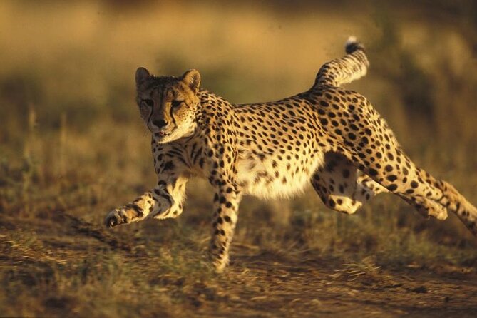 Ann Van Dyk Cheetah Centre Half-Day Tour From Johannesburg - Cheetah Biology and Behavior