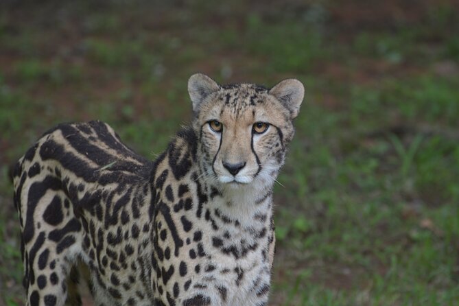 Ann Van Dyk Cheetah Centre Tour From Johannesburg or Pretoria - Tour Highlights and Activities