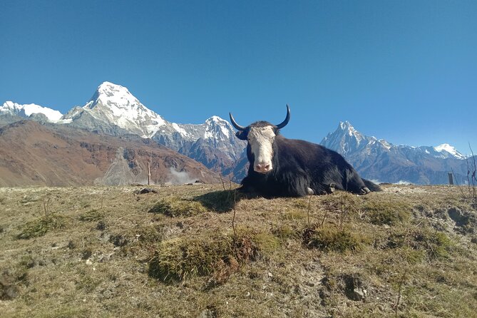 Annapurna View Trek - Meal Inclusions