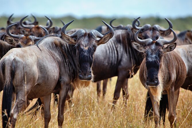 Aquila Game Reserve Safari With Park Fees, Transport & Lunch - Positive and Constructive Feedback