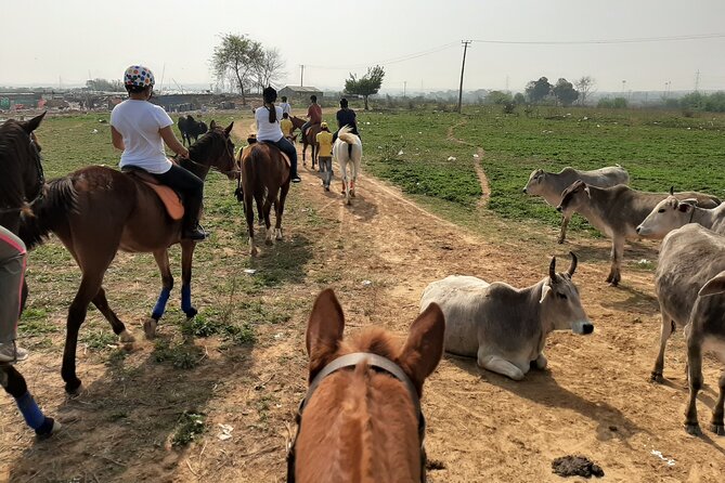 Aravali Trail Experience( Jungle Safari Forest Area)- Horseback Riding - Scheduling and Booking Information