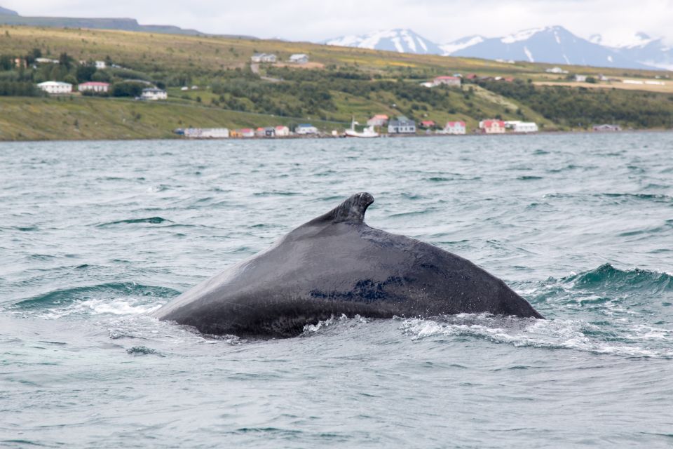 Árskógssandur: Whale-Watching Boat Trip - Experience Highlights