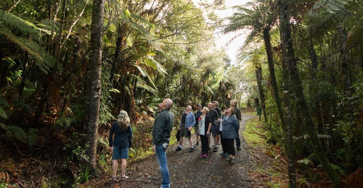 Auckland City, Beaches & Rainforest Premium Small Group Tour - Review Summary