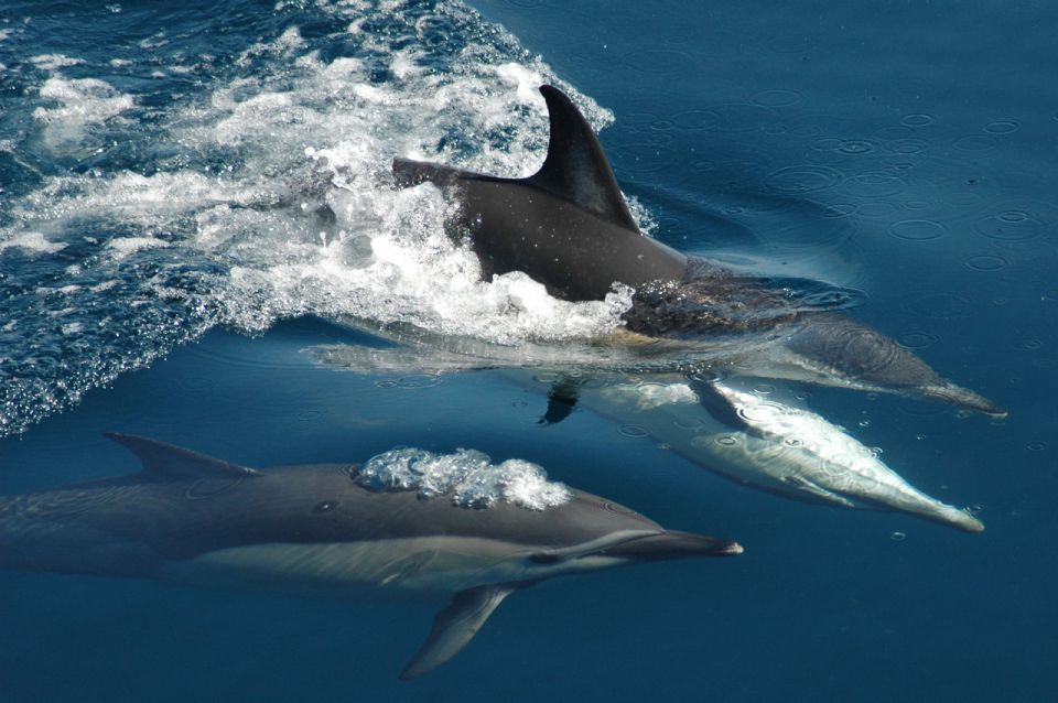 Auckland: Tikapa Moana Whale and Dolphin Wildlife Cruise - Booking Information